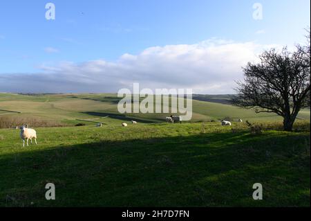 Vue sur South Downs avec pâturage des moutons Banque D'Images