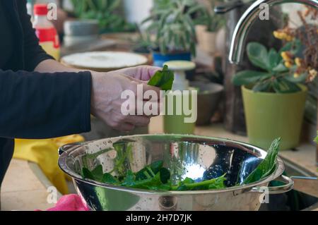 Une femme non identifiée se laque des feuilles d'épinards verts comestibles fraîchement cueillies (Spinacia oleracea) Banque D'Images