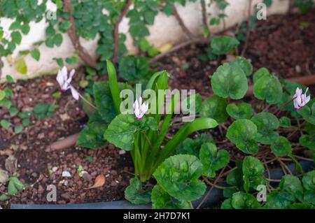 Cyclamen persicum sauvage, le cyclamen persan, fleurit dans un jardin privé. En raison de l'urbanisation rurale, l'habitat naturel de cette plante (et d'autres) i Banque D'Images