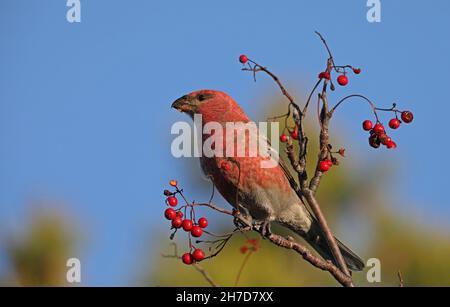 PIN grosbeak manger des baies rouges Banque D'Images