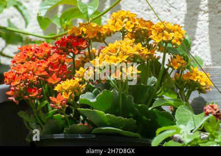 Fleurs en pot Kalanchoe (Kalanchoe blossfeldiana). Photographié en Israël en avril. Cultivé couramment de plante du genre Kalanchoe indigènes de Banque D'Images