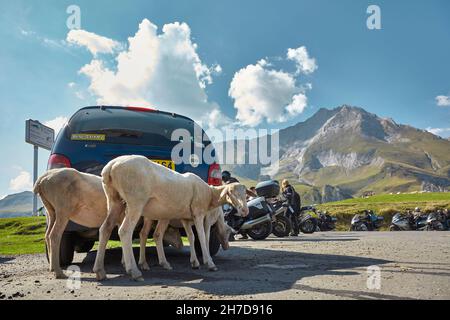 Moutons abritant i l'ombre d'une voiture garée sur le Col de Soulor dans les Pyrénées, France. Banque D'Images