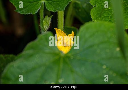 Concombre jaune oranger dans un potager urbain Banque D'Images