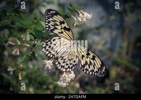 Un grand papillon jaune assis sur un buisson avec de petites fleurs blanches Banque D'Images