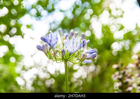 Lily (Afrique bleu Agapanthus) fleurs dans un jardin. Photographié à Jérusalem Israël en juin Banque D'Images