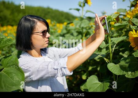 Femme paysanne, bussineswoman prendre photo sur le champ de tablette tournesol biologique Banque D'Images