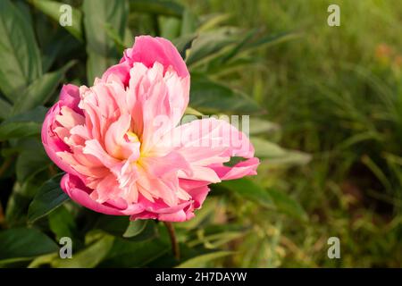 La pivoine Rose sur le lit solaire à fleurs au printemps. Le fond naturel en condition naturelle. Gros plan sur les fleurs Banque D'Images