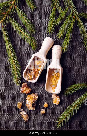 Épicéa Picea abies pièces de résine sur des cuillères en bois, décorées de branches d'épinette fraîche.Utilisation de résine d'épicéa dans le concept de l'industrie de la médecine et de la beauté. Banque D'Images