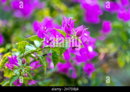 Bougainvilliers rose vif fleurit sur fond vert flou avec bokeh. Banque D'Images