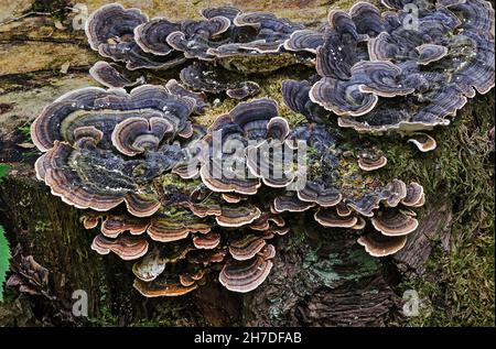 Trametes versicolor (Turkey Tail) anciennement connu sous le nom de Polypore à zones multiples. Banque D'Images