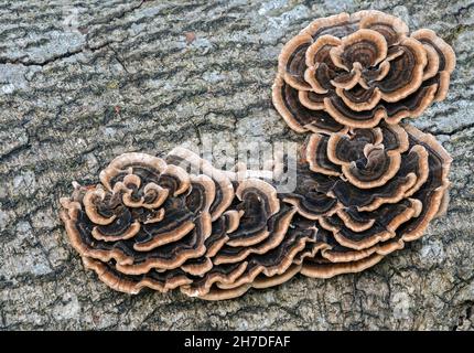 Trametes versicolor (Turkey Tail) anciennement connu sous le nom de Polypore à zones multiples. Banque D'Images