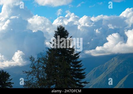 La forêt et les arbres sur le fond des montagnes et ciel nuageux Banque D'Images