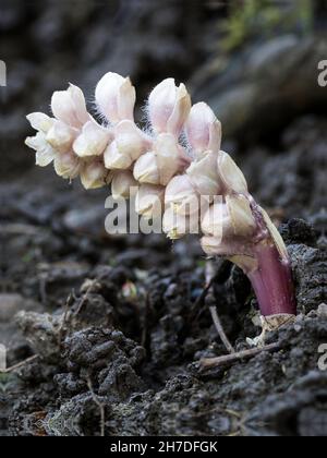 Towort - Lathraea squamaria plante parasitaire sur les racines des arbres, souvent Hazel Banque D'Images