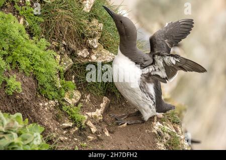 Le guillemot (guillemot de Brünnich) un oiseau de mer de la famille auk qui vient sur terre pour se reproduire en été. Banque D'Images