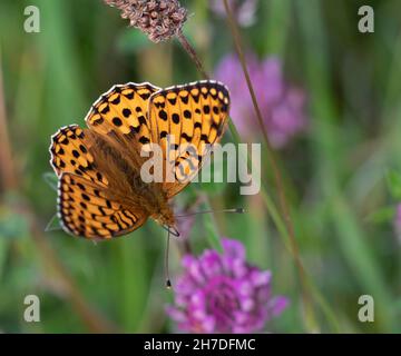 Le frillaire vert foncé (Argynnis aglaja) est une espèce de papillon de la famille des Nymphalidae Banque D'Images