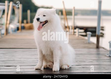 Un grand chien blanc Samoyed est assis sur la jetée près du yacht Banque D'Images