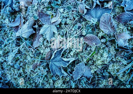 Feuilles tombées gelées au sol et recouvertes de glace et de givre Banque D'Images