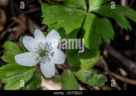 Anemone de bois trouvé dans les bois de printemps le long de la piste Indianhead à Park, St. Croix Falls, Wisconsin USA. Banque D'Images