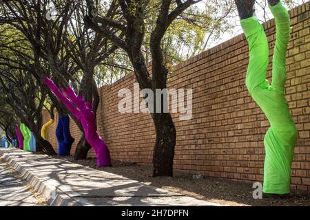 Une ligne d'arbres Karee, Searsia lancea, avec leurs troncs enveloppés dans des tissus colorés, à côté de la route dans une zone de banlieue entre le ci sud-africain Banque D'Images