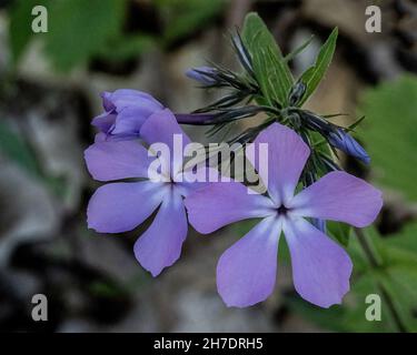 Fleur de phlox bleu trouvée dans les bois au Lions Club Park à Taylors Falls, Minnesota, États-Unis. Banque D'Images