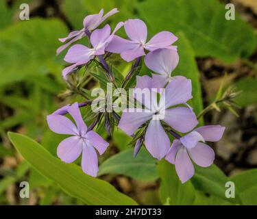 Fleur de phlox bleu trouvée dans les bois du Lions Club Park à Taylors Falls, Minnesota, États-Unis. Banque D'Images