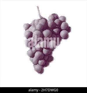 Illustration gravée de raisins isolés sur fond blanc Illustration de Vecteur