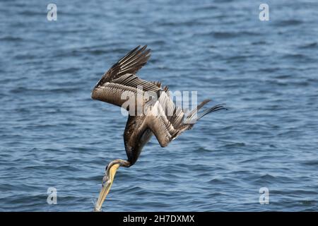 Brown Pelican, juvénile, Pelecanus occidentalis, entre dans l'océan Pacifique lors d'une plongée pour les poissons submergés, Monterey Bay, CA, USA. Banque D'Images