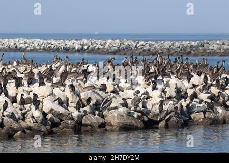 Pélicanes bruns, Pélécanus occidentalis et Cormorans à double crête, Phalacrocorax auritus, Moss Landing Harbour,Californie, États-Unis Banque D'Images