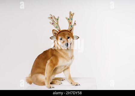 Concept nouvel an et noël avec un joli chien dans une posture ridicule portant un bandeau de cerf sur un fond clair et solide. Banque D'Images