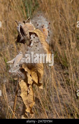 L'asclépias syriaca, une espèce d'herbe à poux mature, dispurgeant des graines dans un habitat adjacent près de Payette, ID. Banque D'Images