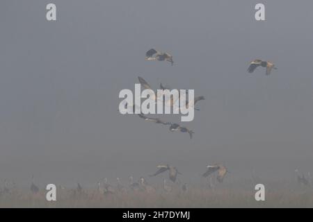 Les grues inférieures de Sandhill, Grus canadensis, laissent une zone de roosting brumeux pour une zone d'alimentation éloignée dans la vallée de San Joaquin en Californie. Banque D'Images