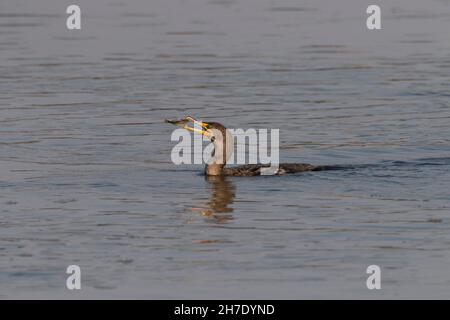 Phalacrocorax auritus, un jeune Cormorant à double crête, détient un petit poisson dans le port de Moss Landing en Californie. Banque D'Images