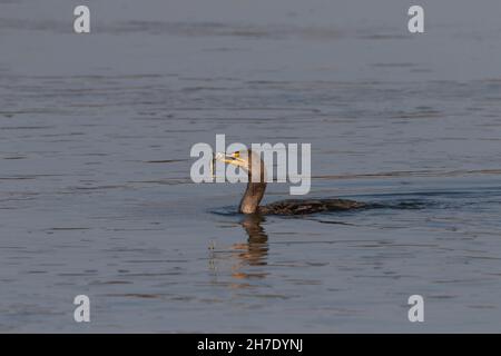 Phalacrocorax auritus, jeune Cormorant à double crête, détient un petit poisson dans le port de Moss Landing en Californie. Banque D'Images