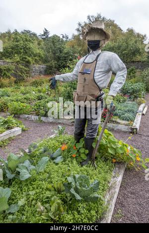 Royaume-Uni, Écosse, Highlands, Strathcarron, APPLECROSS.Jardin clos APPLECROSS.Légumes cultivés pour le restaurant et une arnaque entreposage d'un masque facial. Banque D'Images