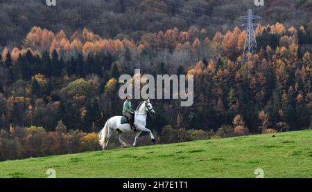 Un automne glorieux !Un cavalier seul sur un cheval blanc à travers la forêt près d'Ironbridge dans le Shropshire. Banque D'Images