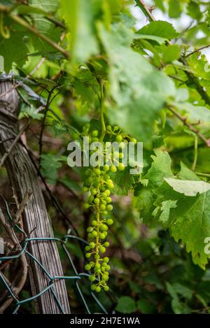 Jeunes raisins cultivés sur les vignes de Cinque Terre, Italie Banque D'Images