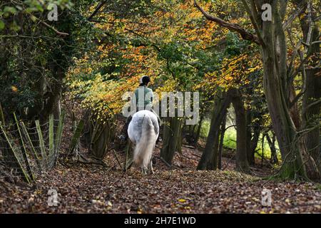 Un automne glorieux !Un cavalier seul sur un cheval blanc à travers la forêt près d'Ironbridge dans le Shropshire. Banque D'Images