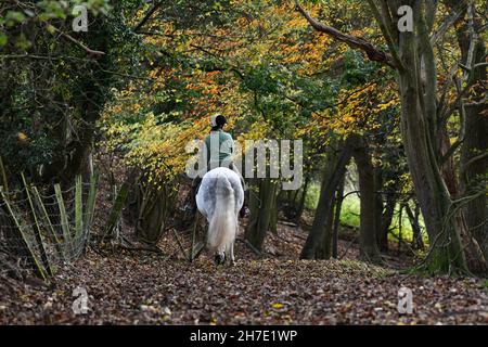 Un automne glorieux !Un cavalier seul sur un cheval blanc à travers la forêt près d'Ironbridge dans le Shropshire. Banque D'Images