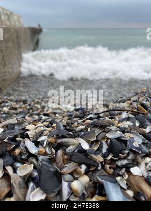 Gros plan vertical des coquillages sur la plage, vagues de mer sur fond Banque D'Images