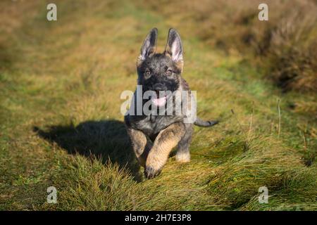 Chien de berger allemand chiot (alsacien) Banque D'Images
