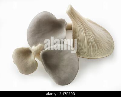 Champignons d'huîtres gris fraîchement cueillis sur fond blanc Banque D'Images