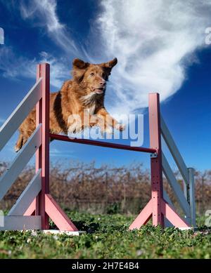 entraînement de l'agilité pour un toller dans la nature Banque D'Images