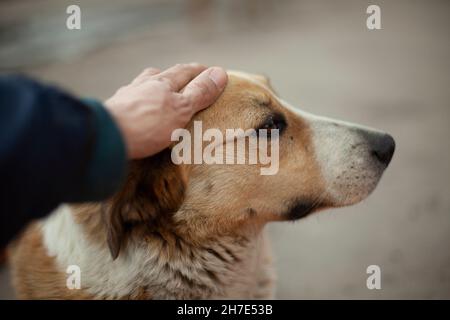 L'homme s'occupe de la tête du chien. Le gars caresse le visage d'un chien sans abri avec sa main. Portrait d'été des animaux dans la rue. Yeux rainurés d'un Banque D'Images