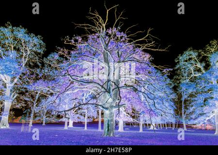 Dans la vie et la mort. Scène de fantaisie inversée de squelette d'arbre mort avec un éternel vivant derrière, flanqué d'arbres en automne de feuilles de saison. Bedfordshire, Royaume-Uni Banque D'Images