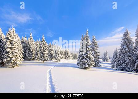 Lors d'une belle journée glacial au milieu des hautes montagnes, vous trouverez des arbres magiques couverts de neige blanche et moelleuse sur le paysage magique de l'hiver.Pelouse et forêts Banque D'Images