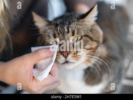 Soins de santé d'animal de compagnie.main féminine nettoyer l'oeil de chat Banque D'Images
