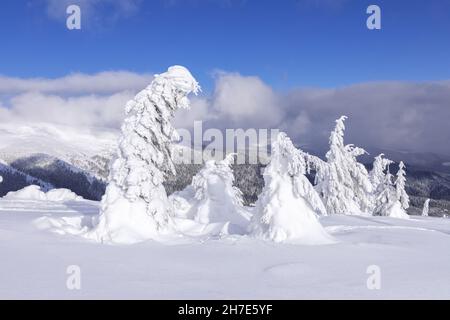 Paysage d'hiver. Noël merveilleux. Prairie couverte de gelées dans les dérives. Forêt. Haut mountaint. Fond d'écran enneigé. Banque D'Images
