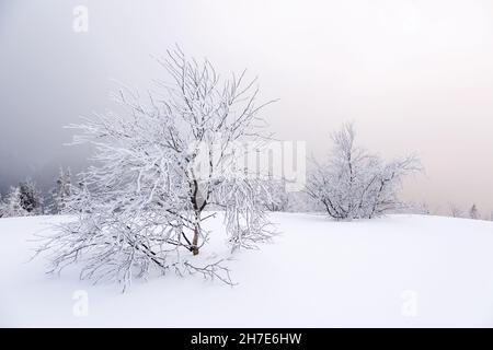 Paysage le jour d'hiver.Forêt.Prairie couverte de gelées dans les dérives.Noël merveilleux.Fond d'écran enneigé.Paysage de la nature. Banque D'Images