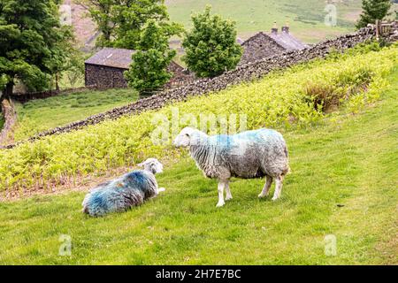 Des moutons de Herdwick broutent dans le district des lacs anglais à Martindale, Cumbria, Royaume-Uni Banque D'Images
