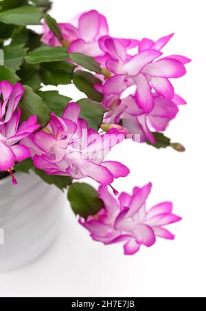 Cactus de Noël Schlumbergera en pot isolé sur fond blanc.Copier l'espace.Gros plan. Banque D'Images